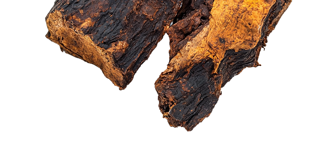 Chaga - Ingredient in Vybe Mushroom Gummies