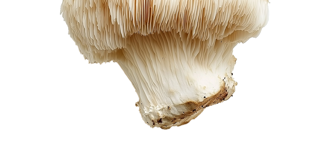 Lion's Mane - Ingredient in Vybe Mushroom Gummies