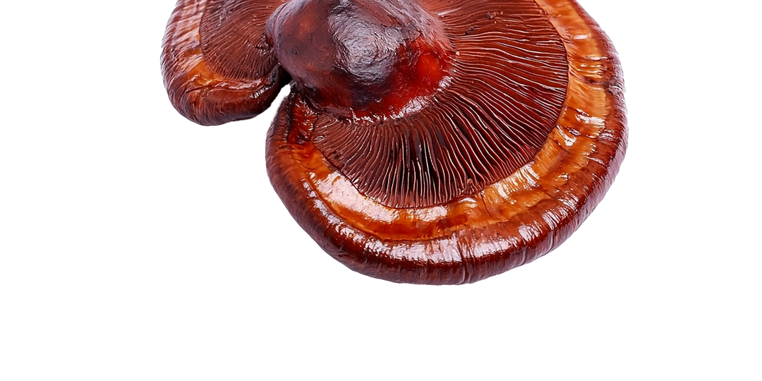 Reishi - Ingredient in Vybe Mushroom Gummies